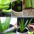 Cómo propagar aloe vera: multiplicación y plantación de su suculenta