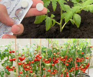 Cómo cultivar tomates rápidamente y conseguir grandes cosechas en casa