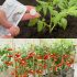 Cómo cultivar tomates rápidamente y conseguir grandes cosechas en casa