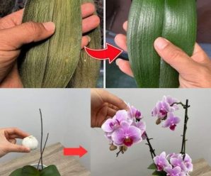 1 cucharadita directamente en la maceta y la ORQUÍDEA florece casi SIN PARAR: Sin moho, sin enfermedades y ¡consigo 5 veces más flores!