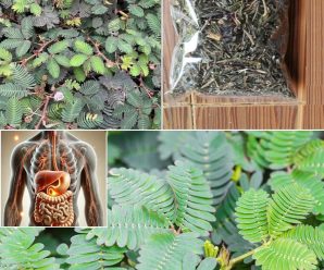 Mimosa Pudica: Valor Medicinal y Usos domesticos