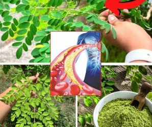 Hojas De Moringa: Beneficios Para Los Riñones, Arterias, Ácido Úrico Y Producción De Insulina