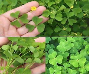 Acedera: El Poder Curativo de Oxalis Acetosella, Recetas Caseras y Beneficios para la Salud