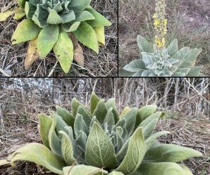 Gordolobo: 18 Beneficios de sus Hojas, Flores y Raíces + 3 Recetas y Propiedades