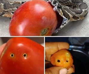 Siempre que te encuentres con un tomate con esta apariencia específica, abstente de comerlo