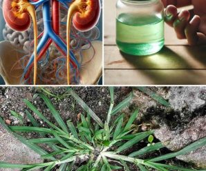 Goosegrass: La Planta Que Crece En Tu Jardín Y Puede Mejorar Tu Salud Con Estos 15 Usos