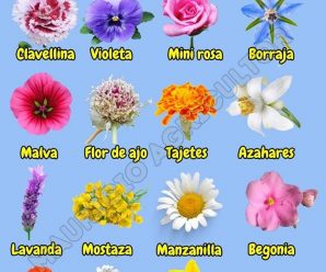 Aunque no todas las flores son comestibles, existen muchas especies que pueden ser consumidas de manera segura. En este artículo, se revisan las flores comestibles más comunes y sus posibles usos en la cocina.