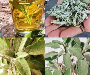 Salvia: El Remedio Natural Que Tu Intestino Necesita Para Prevenir Enfermedades