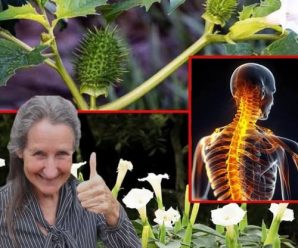 Riesgos para la salud de la Datura Stramonium: una planta peligrosa a tener en cuenta