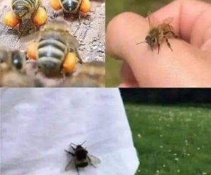 EL SIGNIFICADO OCULTO DE QUE SE TE ACERQUEN ABEJAS.