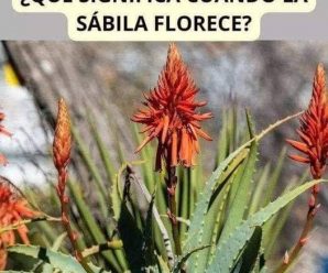 Que significa cuando la sabila florece
