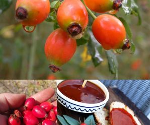 El poder oculto de la rosa silvestre (Rosa canina): sorprendentes beneficios para la salud y cómo utilizarla