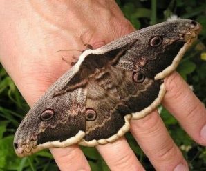 El significado de ver una mariposa negra rondar por tu casa.