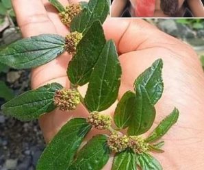 “Euphorbia Hirta: Beneficios, Recetas y Propiedades Medicinales”