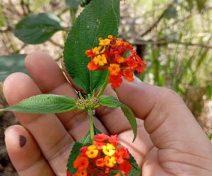 “Lantana: Propiedades, Recetas y Precauciones para el Uso Seguro”