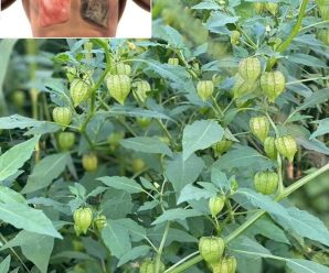 Uchuvas (Physalis peruviana): una fuente de nutrientes para la salud y la vista