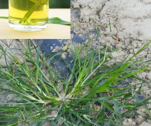 Goosegrass: La Planta que Crece en tu Jardín y Puede Mejorar tu Salud con Estos 15 Usos