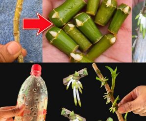 Conocer este secreto hará que crezcan millones de orquídeas en tu jardín