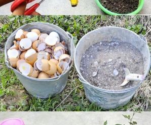Estos 2 Ingredientes son Oro en el Jardín: Poderoso Fertilizante Casero