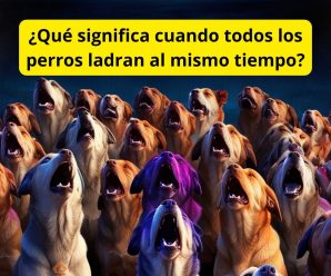 Sabias que cuando escuches a muchos perros ladrar al Mismo tiempo en la Noche