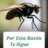 Esta es la razón por la que una mosca te persigue.