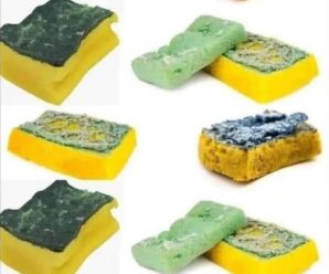 ¿Por qué no deberías tirar las esponjas viejas? ¡Dales una segunda vida en tu jardín!