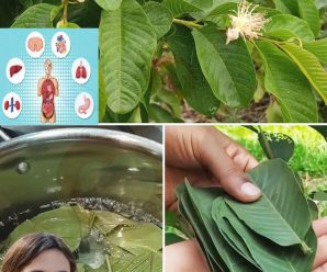La mayoría de la gente subestima el poder de las hojas de guayaba, pero son un verdadero tesoro..