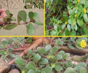 La mayoría de la gente no sabe lo importante que es esta planta: verdolaga