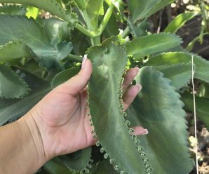 Si tienes esta planta en tu casa, o si tu vecino la tiene, guardas un verdadero tesoro sin siquiera darte cuenta