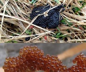 Si ve estos huevos en su jardín quémelos inmediatamente