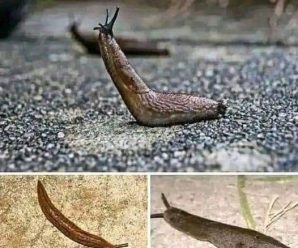 BABOSAS EN EL HOGAR, SIGNIFICADO