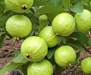 Si tienes esta fruta en tu casa tienes un tesoro aqui te digo por qué