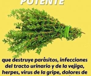 ¿Has escuchado del aceite de orégano? Aquí te explicaré sus beneficios y como lo puedes preparar