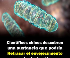 Científicos chinos descubren una sustancia que podría retrasar el envejecimiento y alargar la vida.