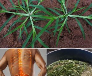 Goosegrass: La Planta que Crece en tu Jardín y Puede Mejorar tu Salud con Estos 15 Usos