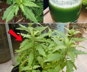 No sólo aprenderás sobre sus beneficios medicinales, sino también sus aplicaciones en la cocina. ¿Sabías que el epazote se utiliza en platillos tradicionales?