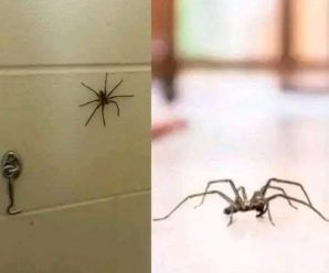 Cuando una araña visita tu casa: Una clara señal de que algo está ocurriendo
