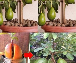 ¿Te gusta el aguacate? Aprende como cultivarlos en casa