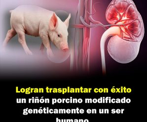 Trasplantan con éxito un riñón porcino modificado genéticamente en un ser humano.