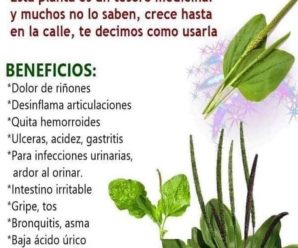 EL LLANTANO cura estas ENFERMEDADES GASTRITIS, COLON IRRITABLE, HEMORROIDES, etc. Es muy fácil INFUSIÓN