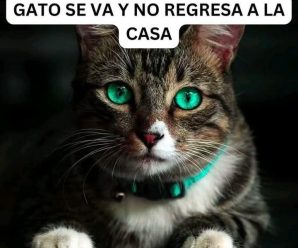 Por esto un gato se va de la casa y no regresa: 7 razones comunes