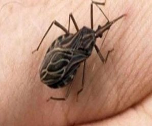 Si notas este insecto en tu casa, llama inmediatamente a servicios profesionales