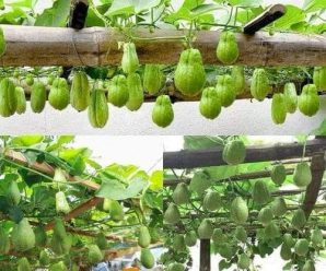 Cómo cultivar cayote en casa fácilmente: Guía completa para principiantes