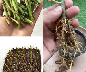 ¡Éxito del 100 %! Cultiva rosas a partir de esquejes con este fertilizante casero