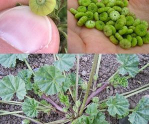 mira los beneficios y como consumir la malva asi como efectos secundarios