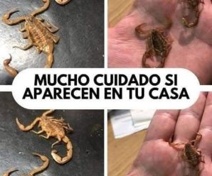 El significado de encontrar alacranes en tu hogar: su simbolismo y energía