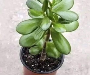 Esta planta atrae dinero y prosperidad
