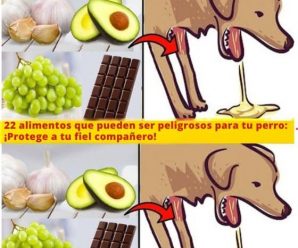 Expertos explican: 22 alimentos peligrosos para perros