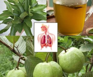 Té de hojas de guayaba: un remedio natural para 12 problemas de salud comunes