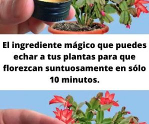 COLOCA UNA CUCHARADA EN CUALQUIER PLANTA EN CASA Y ESPERA LOS RESULTADOS.